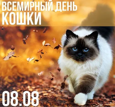 Экспофорум - 🐈 Сегодня, 8 августа, по инициативе Международного фонда по  защите животных «Animal Welfare» отмечается Всемирный день кошек (World Cat  Day). Многие народы считают, что кошки проживают несколько жизней и способны