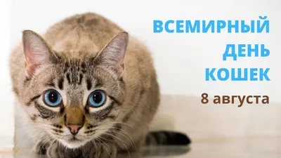 Выставка \"Всемирный День Кошек\" во Владивостоке в Антикварная галерея  Раритет