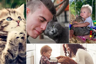 Международный день кошек 2022: все о наших любимцах - KP.RU