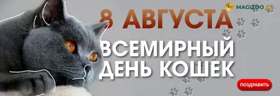 Всемирный день кошек 2023: картинки и открытки с поздравлениями - МК  Волгоград
