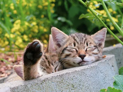 8 августа — всемирный день кошек и котов 😻 В 2002 году праздник основал  Международный фонд по защите животных.. | ВКонтакте