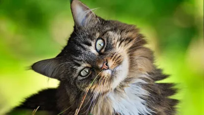 Десять способов отпраздновать Международный день кошек | Издательство АСТ
