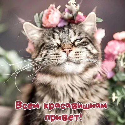 Милые, озорные и неприступные: подборка любимцев наших читателей в Международный  день кошек - 1 марта 2023 - НГС24.ру