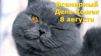 Открытки международный день кошек — скачать бесплатно в ОК.ру