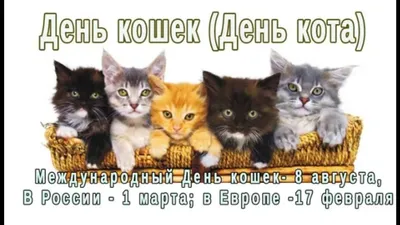 Открытки день кошек открытка на день кошек...