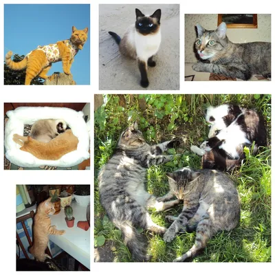 Усы, лапы и хвост: кошатники редакции — о своих питомцах в Международный  день кошек | Словодел | Дзен