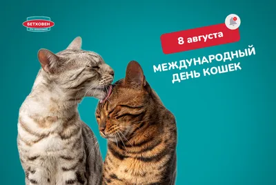 8 августа - Всемирный день кошек