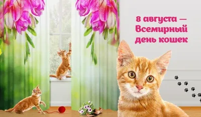 Всемирный день кошек!