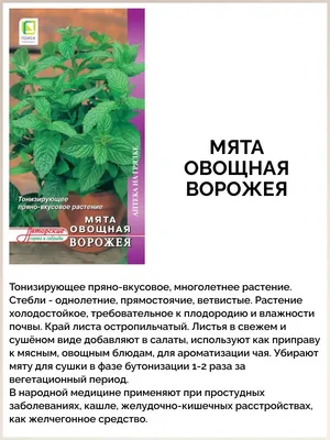 Mentha Դաղձ ミント Мята Mintut Menta Mentă Mint نعناع პიტნა Minzen Menthe  Melissa 박하속 Stock Photo | Adobe Stock