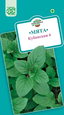 Мята ананасная \"Variegata\" (Вариегата), купить в Екатеринбурге