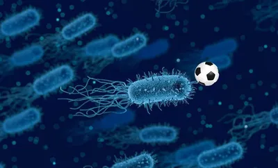 Чем отличаются бактерии, микробы и вирусы? - Hi-News.ru