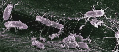 Бактерии Микробы Милые Микробы Вирусы Изолировали Мультяшных Персонажей  Забавными Лицами Векторное изображение ©Lord_Zigner 371275438