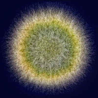 различные клетки вирусов, картинка микробов фон картинки и Фото для  бесплатной загрузки