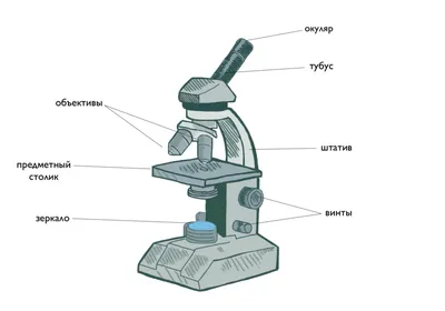 иллюстрация микроскопа стоковое фото. иллюстрации насчитывающей подпора -  296219764