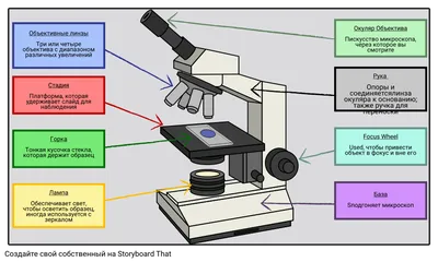 ⚡️Световой микроскоп vs электронный⚡️ для ОГЭ по биологии | Эксплицитная  биология (ОГЭ по биологии) | Дзен