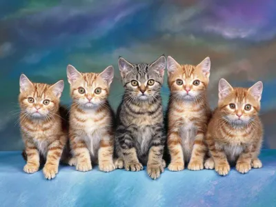 Милые рисунки кошки - 86 фото