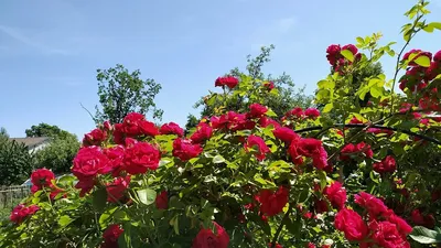 Миллион алых роз: цена, заказать с доставкой по Монино в интернет-магазине  Cyber Flora®