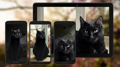 Милые Котята Живые Обои (версия 4.1) на андроид скачать apk бесплатно
