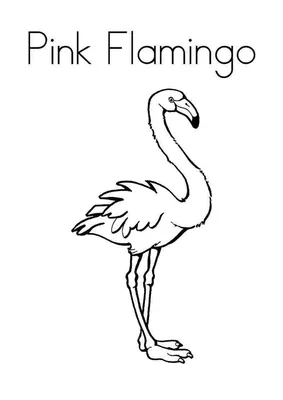 Фламинго - самые красивые птицы - YouTube