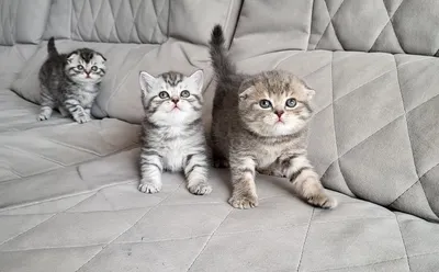 Самые милые котики | Пикабу