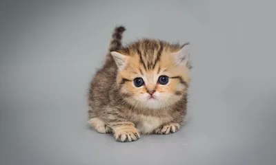 Самые милые кошки» — создано в Шедевруме