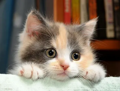 Пушистая сиамская кошка с голубыми глазами - 74 фото