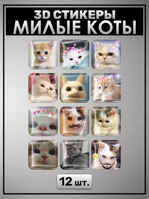 Очень милые котики (61 фото) | Cute cats, Funny cat pictures, Most  beautiful cat breeds
