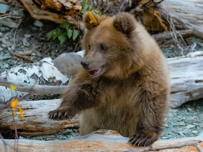 Мягкая игрушка Cupcake Bears \"Ароматные капкейки\" - Милые медвежата (12  видов в ассорт) (1610033) Купить по цене 99 грн грн. в Украине |  Интернет-Магазин ROZUM