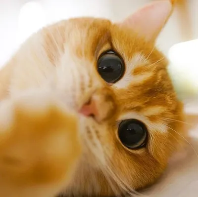 Family Team Shop Крючки самоклеящиеся настенные милые котята с глазками