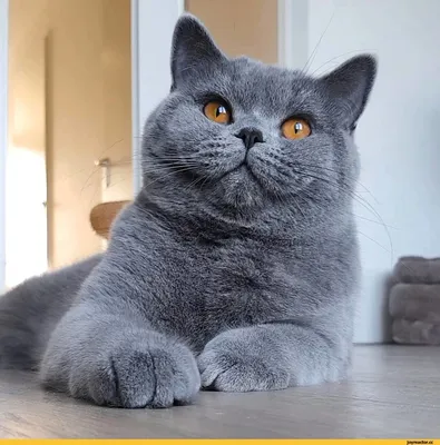 Милая кошка | Chat gris et blanc, Chat blanc yeux bleus, Chatons blancs