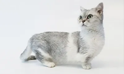 Cтикеры милые котики, наклейки с котами, 6 шт купить по низким ценам в  интернет-магазине Uzum (546442)