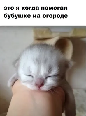 Купить Милый Котик сухой корм для кошек стерилизованных и кастрированных по  цене 150 ₽ в интернет магазине Петшоп 78 (Лапкино)