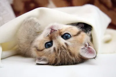 Коты рассматривают кровать Милые коты смотря вниз Милые домашние кошки  отдыхая на кровати Стоковое Фото - изображение насчитывающей мило, смешно:  136128922