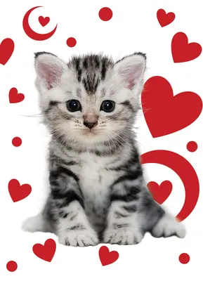 Kitten with a heart. Котик с сердечком. PNG. | Детские иллюстрации, Милые  обои, Рисунки