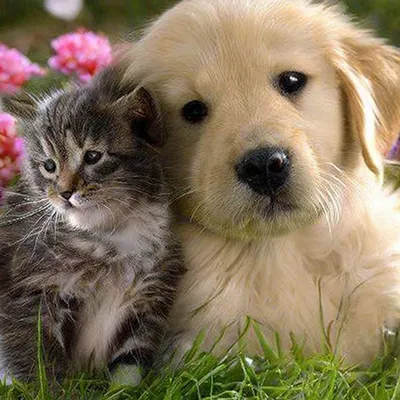 Самые милые собачки разных пород | PetGlobals.com | Дзен