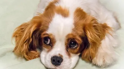 В США умерла \"самая милая собака в мире\" - РИА Новости, 19.01.2019