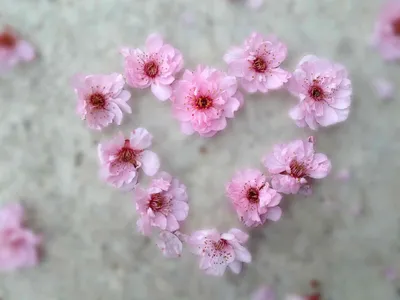 Милые цветочки - 72 фото