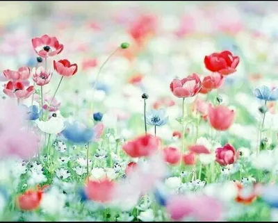 🌹Самые красивые цветы мира , подарят нам прекрасное настроение в этот  праздничный день 8 марта и зарядят нас позитивом на целый день! | Жанна  Аттар | Дзен
