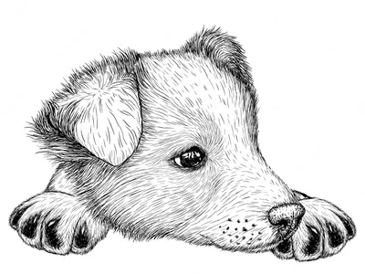 Рисунки карандашом для срисовки милые животные djeco (30 шт)