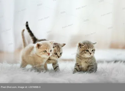 sovm ♡︎ | Милые котики, Очаровательные котята, Котята