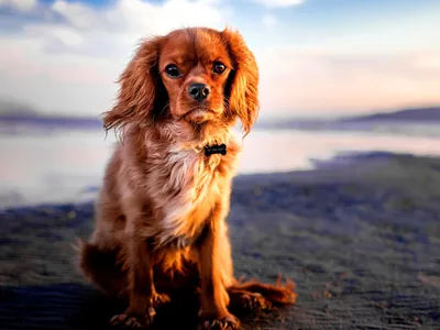 померанский щенок милая собака видео, покажи мне фото милых собак, собака,  милые картинки собак фон картинки и Фото для бесплатной загрузки