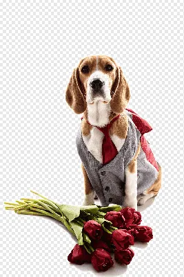 Самые милые породы собак: ТОП самых милых собак с фото — Pet-Mir.ru