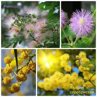 Мимоза Стыдливая (Mimosa Pudica) - «Очень интересное растение,но к нему  тоже нужен подход и не заигрываться с ее особенностью)))» | отзывы