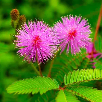 Мимоза стыдливая, Mimosa pudica, сенсорное растение, растение складывает  листики, экзотическое растение, отличный подарок, удивительное растение,  редкое растение, подарок для любимой, подарок маме, уход за мимозой,  выращивание мимозы