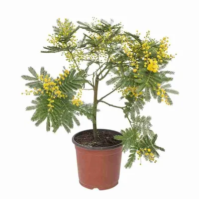 Мимоза - Mimosa: фото, условия выращивания, уход и размножение |  happyflora.ru
