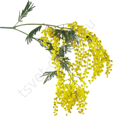Это Двулетнее Растение Мимоза - Бесплатное фото на Pixabay - Pixabay