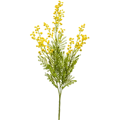 мимоза жёлтое растение цветы лежит на столе Stock Photo | Adobe Stock