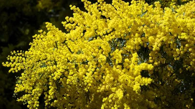 Фон рабочего стола где видно мимоза, желтая, цветущая, весна, красота, обои  скачать, mimosa, yellow, blooming, spring, beauty, wallpaper download