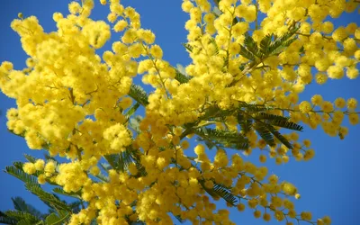 Скачать обои весна, мимоза, spring, mimosa разрешение 640x480 #85171