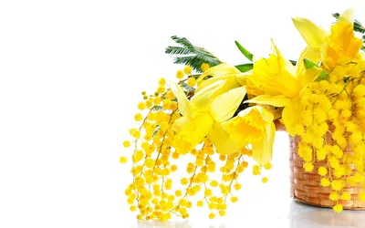Фотография Желтый Тюльпаны Цветы Мимозы
